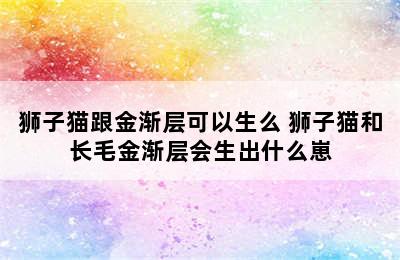 狮子猫跟金渐层可以生么 狮子猫和长毛金渐层会生出什么崽